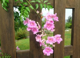 bignonia rosa, racimo de flores